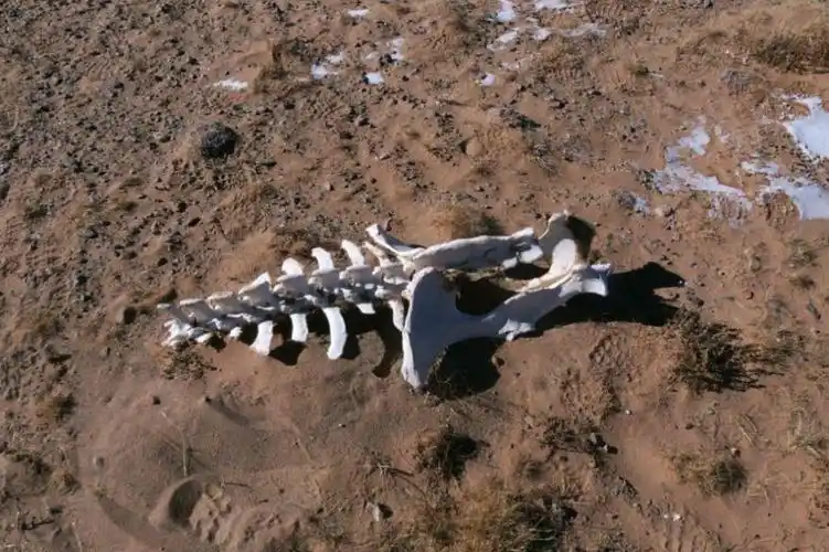 可可西里无人区有多恐怖可可西里无人区到底有多恐怖