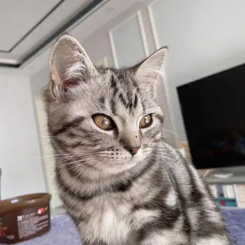 美短宝宝和蓝猫宝宝