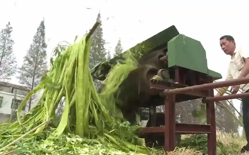 农村大叔发明剥麻机,比人工每天多收3亩地,砍麻剥麻一步到位