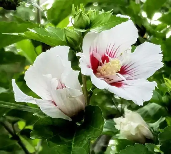 分享几朵白色的木槿花,提振快乐的好心情!