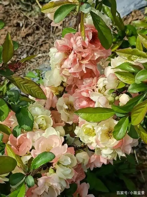 复色海棠,太漂亮了