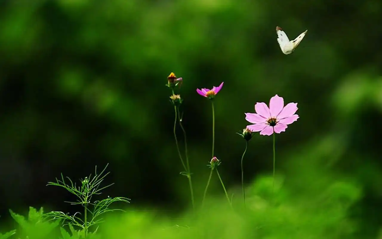 绿色护眼植物图片电脑壁纸-植物壁纸-手机壁纸下载-美桌网