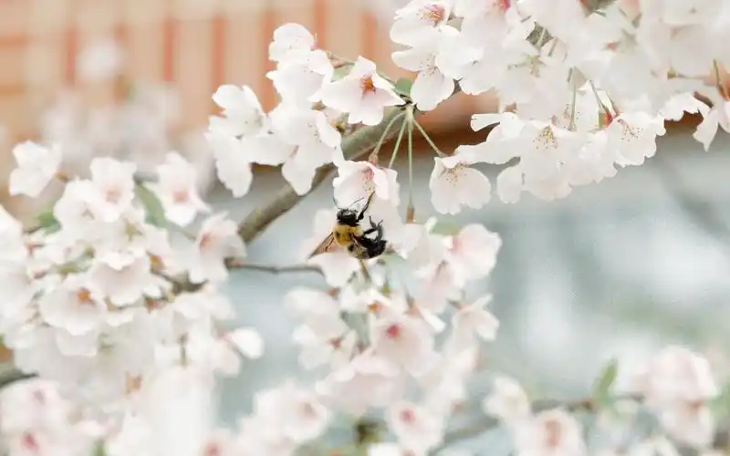 精选唯美樱花风景图片桌面壁纸