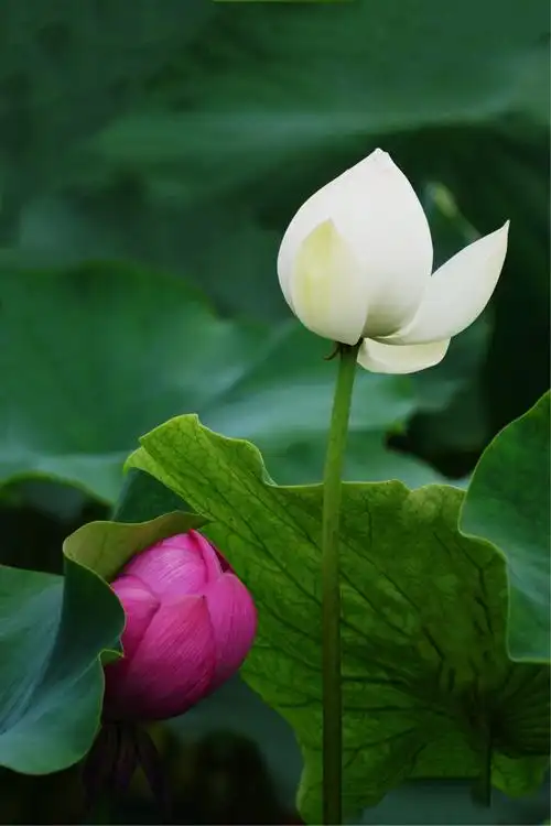 荷花——出淤泥而不染,濯清莲而不妖.