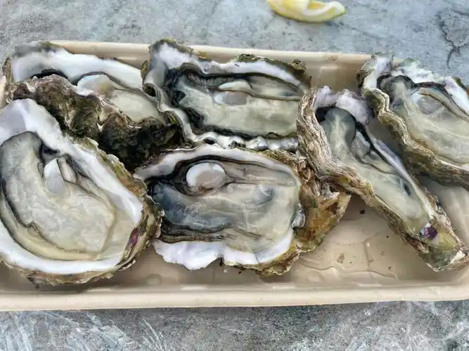 matakana生蚝工厂和蜂巢蜜