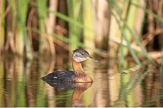 加拿大鸭子图片_加拿大鸭子图片大全_加拿大鸭子图片下载