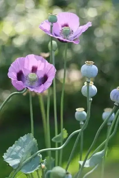 带你识植物之罂粟,和虞美人特别像似,罂粟全株有毒,又可入药. - 抖音