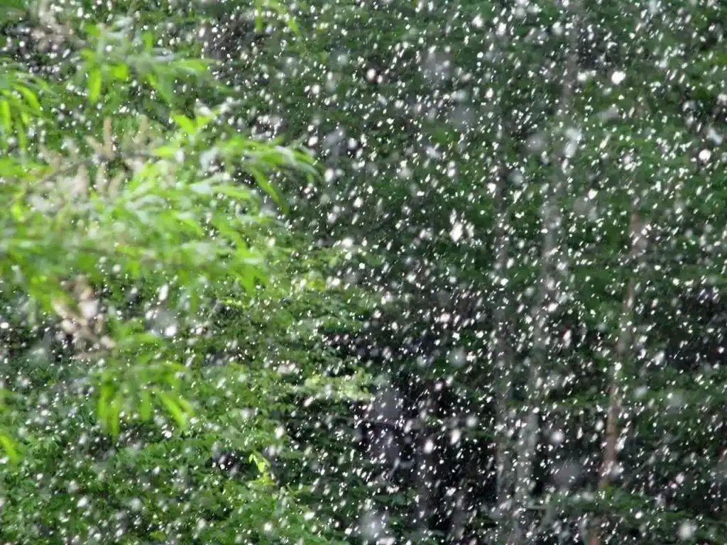 【提醒】飘絮时间或延长至五月中旬 今年综合治理30万株杨柳雌株