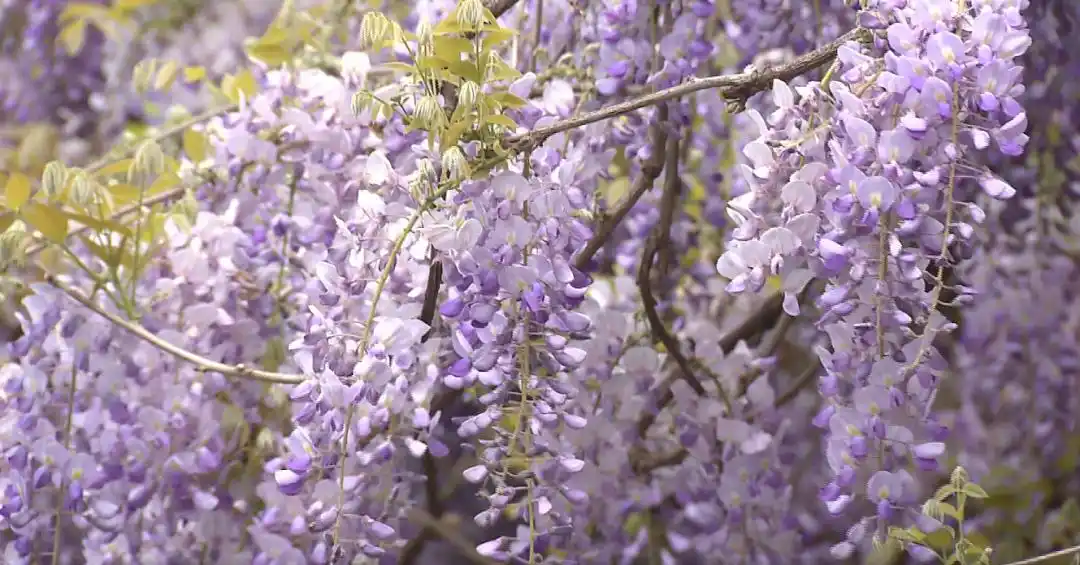 热播剧司藤同款取景地就藏在闵行这里