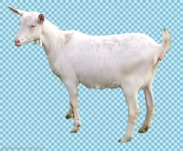 白色毛发的山羊免抠png透明图层素材