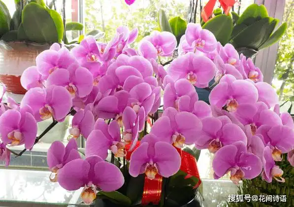 这10种名字中带动物的花卉,花名有趣,奇特别致,你见过几种?