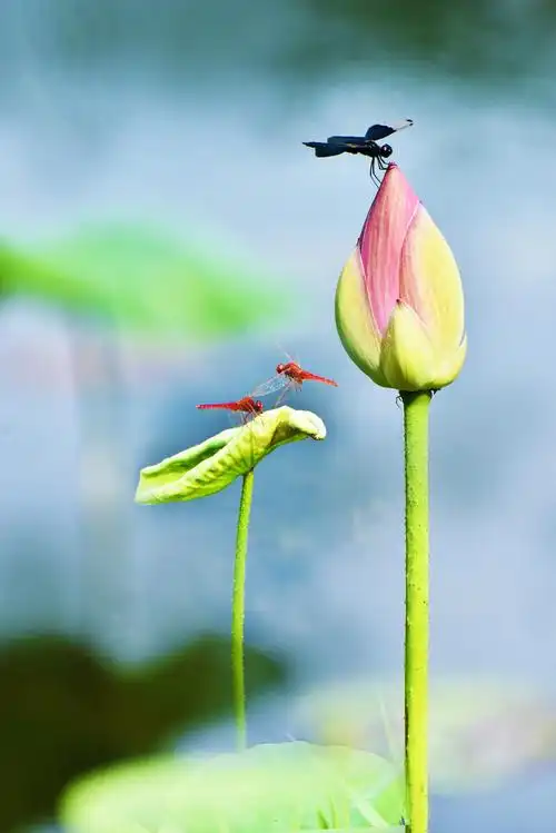 小荷才露尖尖角早有蜻蜓立上头