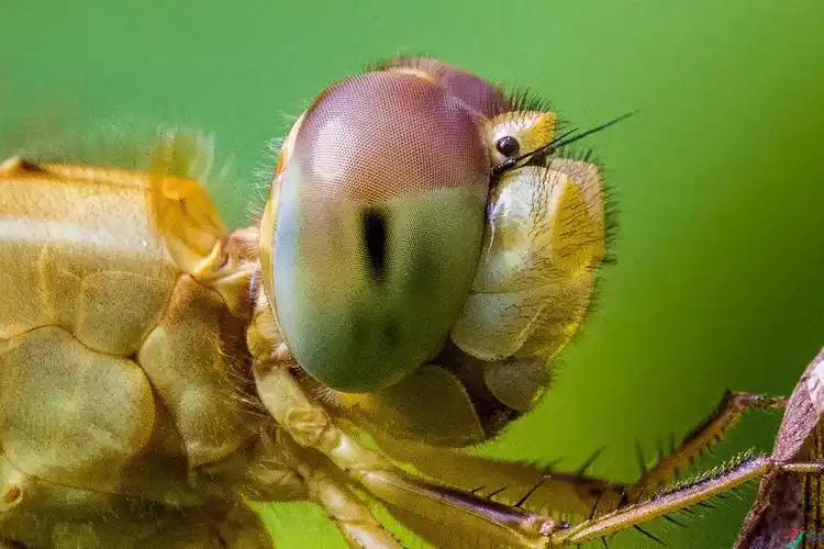 蜻蜓复眼