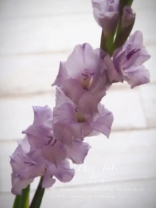 迷雾紫的大气与优雅古典之花剑兰