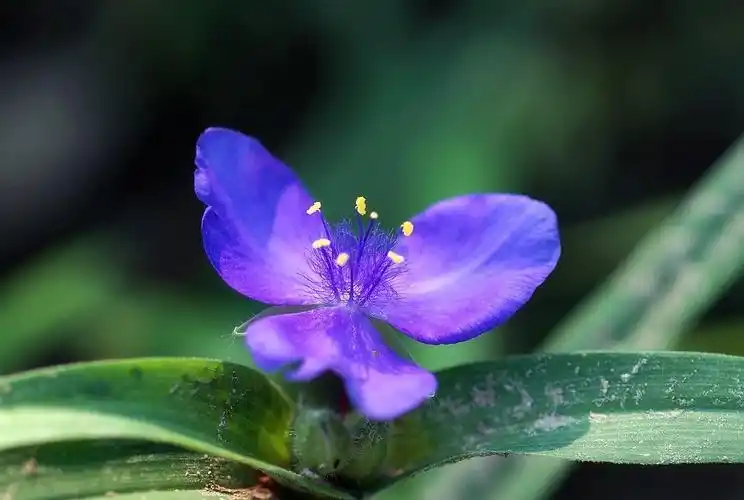 三瓣紫兰花--老汉给取的名字