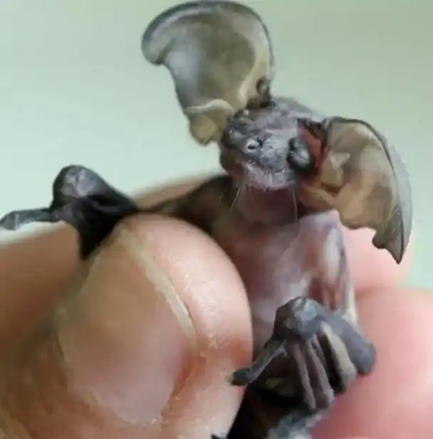 蝙蝠宝宝神似《哈利波特》中的小精灵多比. - 抖音