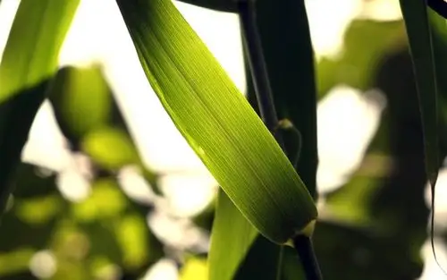 绿色护眼竹小清新高清桌面壁纸