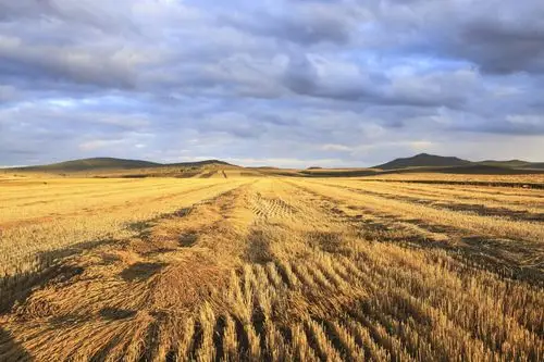 金色的麦田图片
