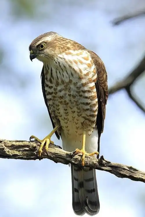 名 accipiter nisus 资源分类     鸟类资源     目中文名     隼形目