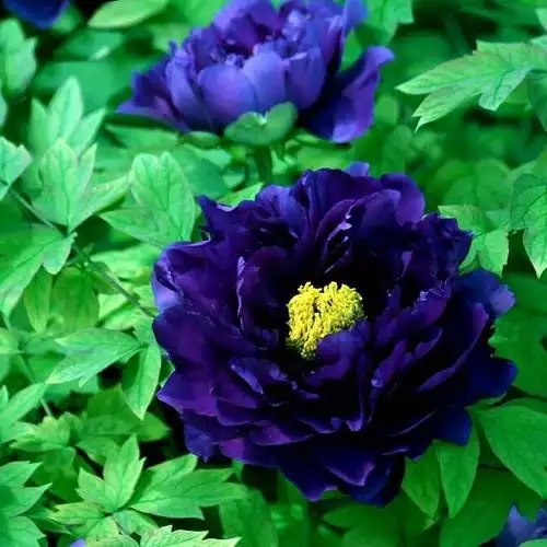 2018春天赏花节赴河南洛阳观赏中国国花"牡丹".