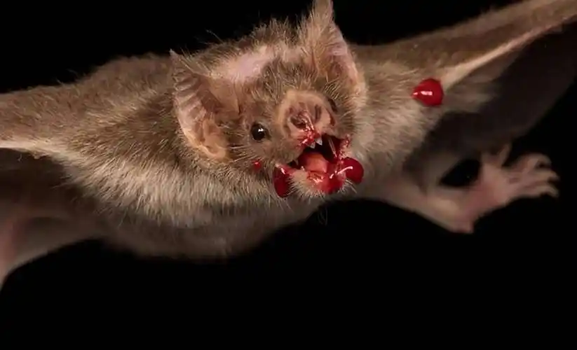 70万巨型蝙蝠闯进市区,翼展可达2米!"病毒之王"蝙蝠会吸血吗?