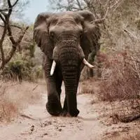 大象头像身体庞大的大象头像图片大全