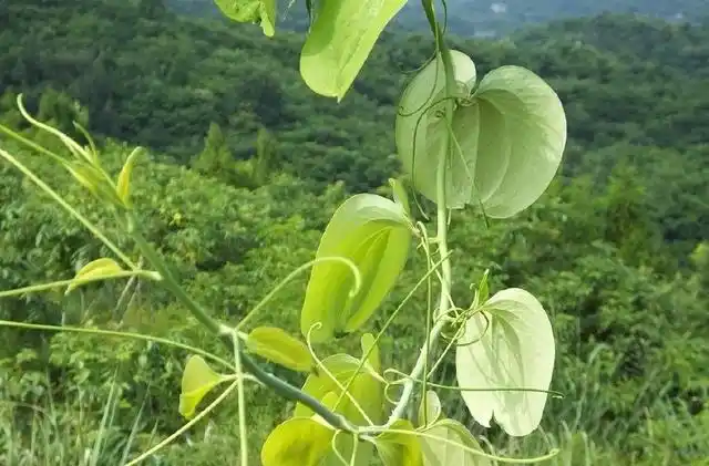 菝葜【别名】金刚藤,铁菱角,马加勒,筋骨柱子,红灯果,菝葜,主茎约有