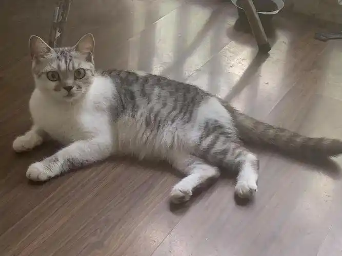 女朋友捡到一只美短串串感觉是个凶凶的小美女