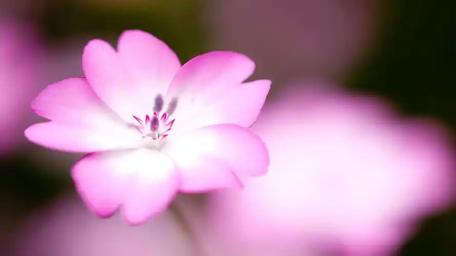 精美粉色花朵桌面壁纸