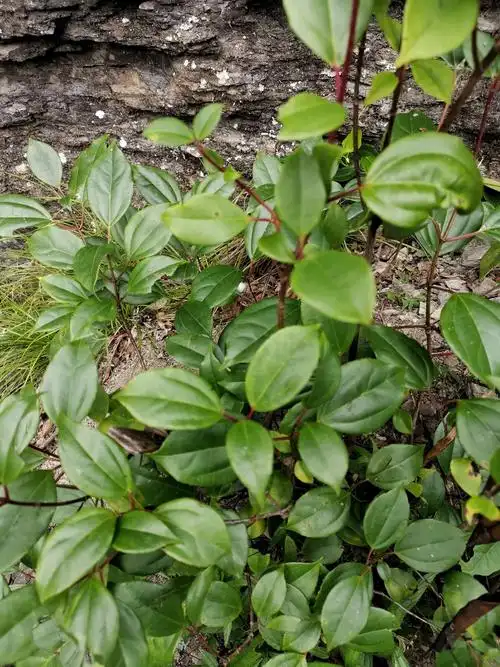 乌药.又名天台乌,白叶柴,矮樟,是樟科常绿灌木植物.