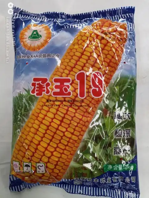 平阳种子站玉米种简介