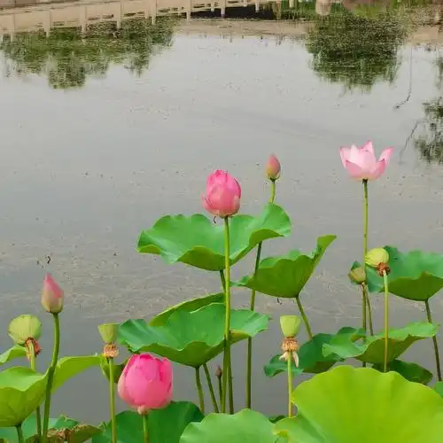 水中璀璨的荷花首发