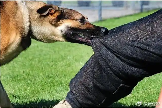 【宠物狗扑伤路人,主人不理不睬骑车跑了,还说狗不是自己的】2018年6