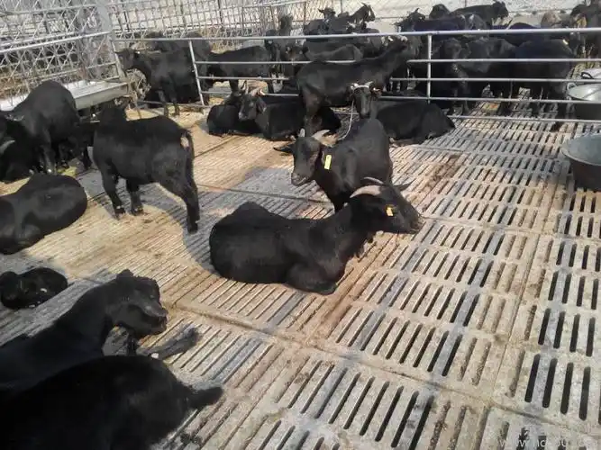 努比亚黑山羊 厂家直销黄山羊肉羊奶羊动物种养直销 羊羔批.