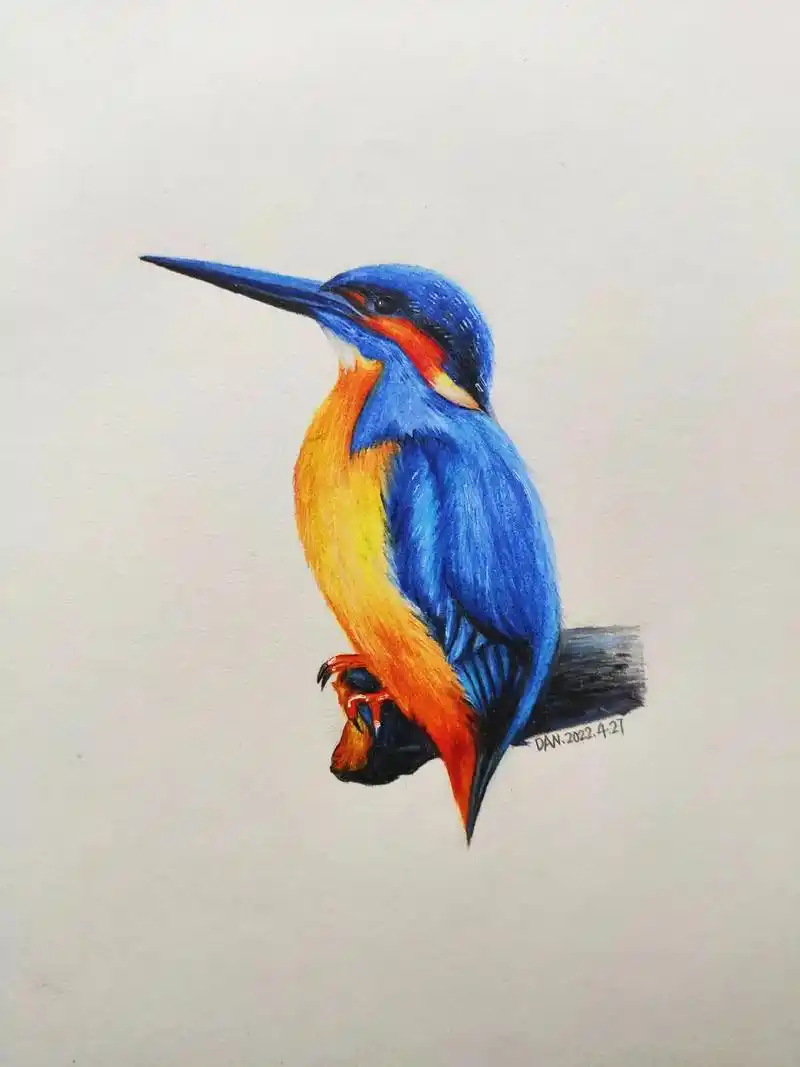 今日画画打卡 #彩铅画 #彩铅手绘 #彩铅怎么画翠鸟 - 抖音