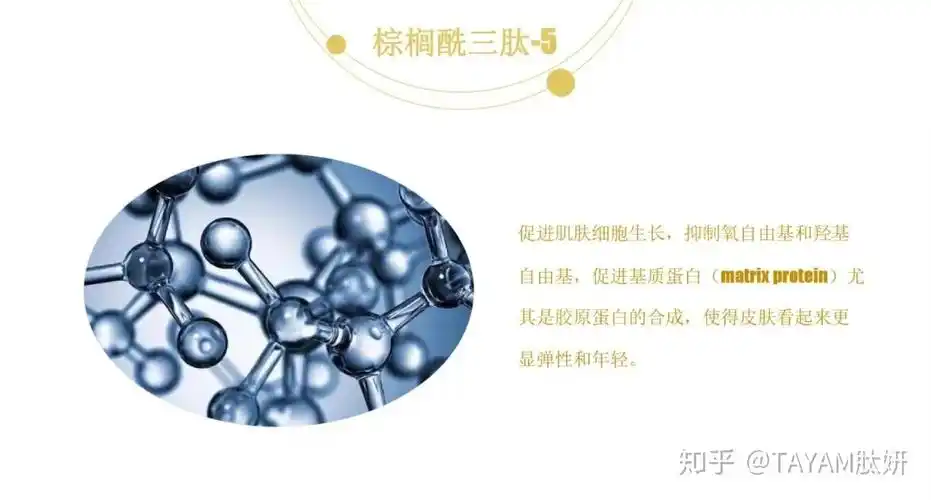 皮肤蛋白调控-棕榈酰三肽-5 - 知乎