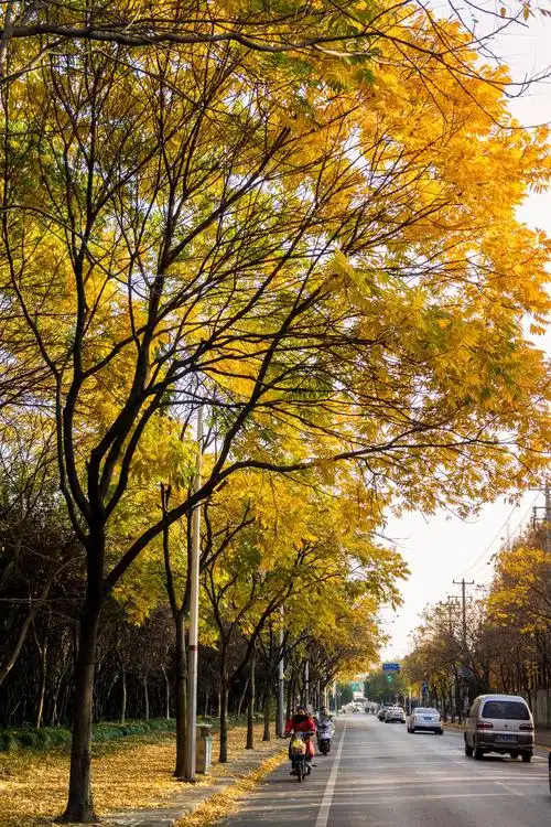 烂漫秋色-栾树在莘庄南辅路