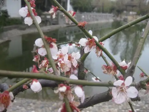 其它 沪上寻梅 牛眼看花(四)梅花,我国十大名花之首,花中四君子"梅兰
