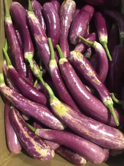 中式长茄子到货1499kg