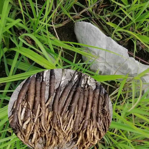 贵州食用农产品独脚丝茅仙茅500g中药材独脚仙茅苗地