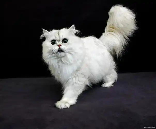 金吉拉猫原产于英国,是英国短毛猫和波斯猫的杂交品种.