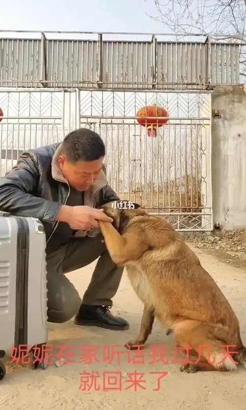 忠诚主人的狗它寻寻觅觅一路追赶