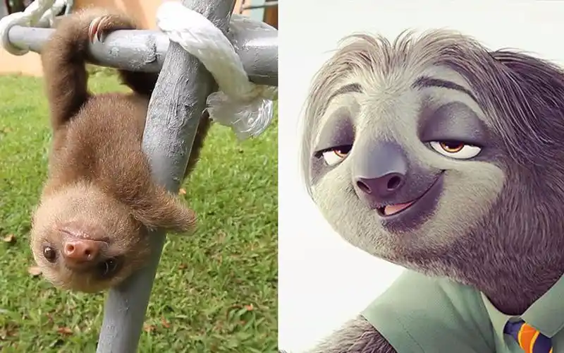 听说树懒宝宝的叫声很软萌?_哔哩哔哩_bilibili