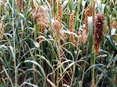 谷子白发病防治措施