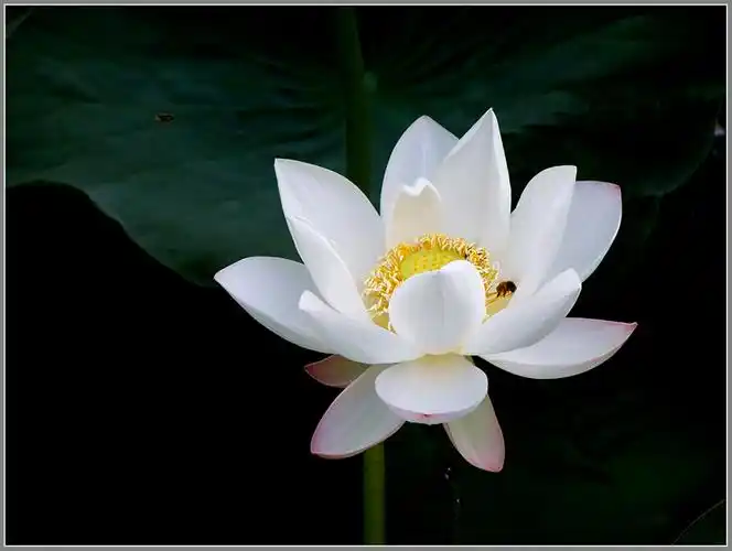 《荷----我的至爱》飘飘篇之三(白色荷花)