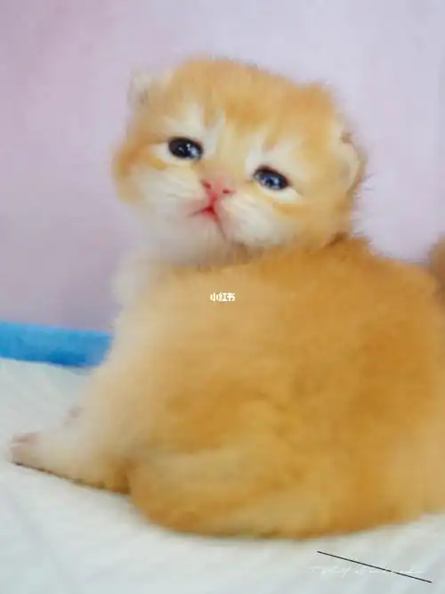 英短金渐层92幼崽日常|北美英短猫舍