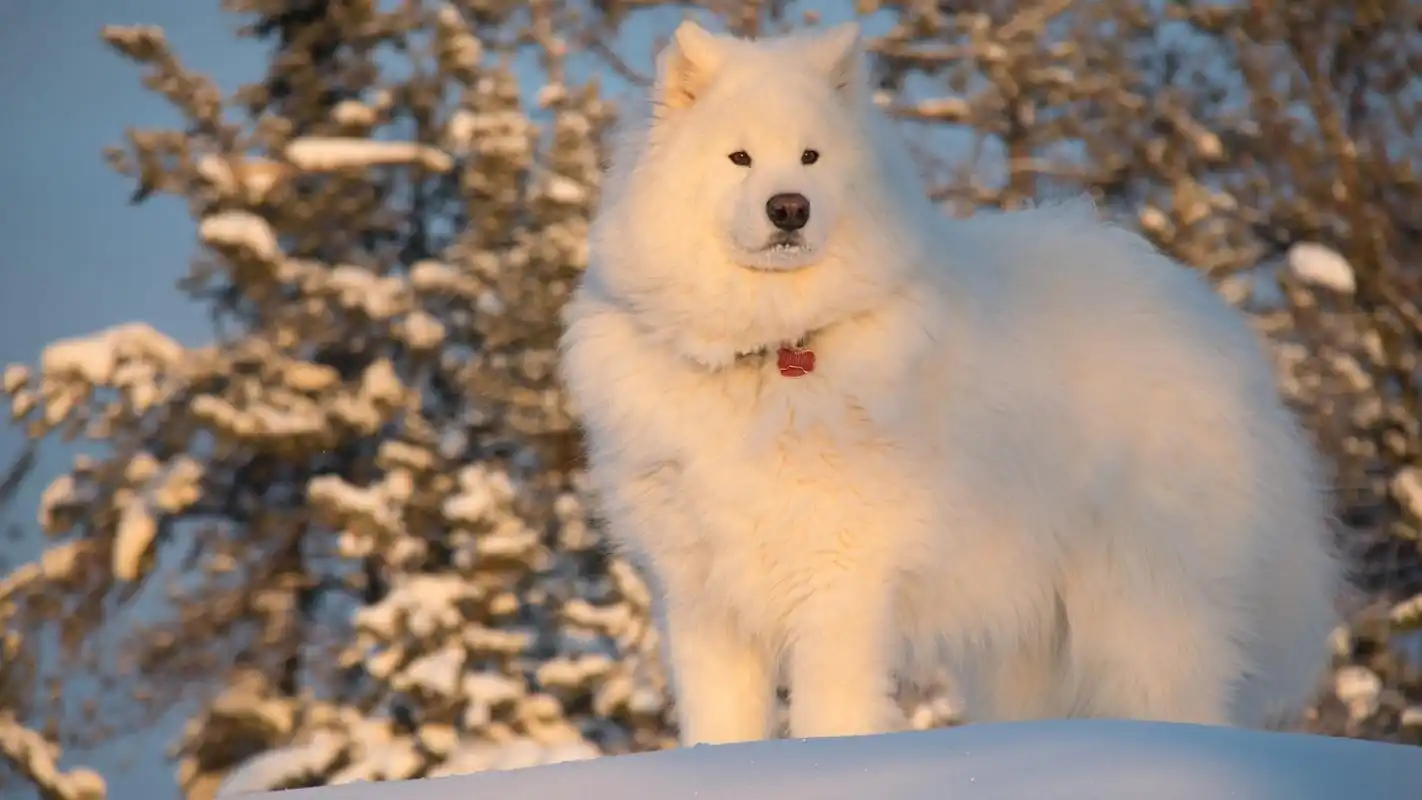 可爱的宠物狗高清宽屏壁纸-动物壁纸-手机壁纸下载-美桌网