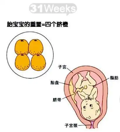 怀孕140周胎儿发育图原来宝宝在肚子里是这样发育的
