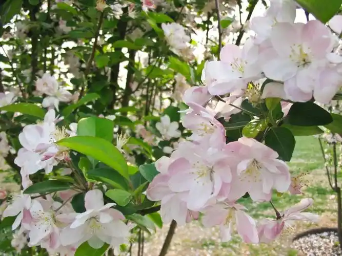 花,春天,粉色,美丽,花园_自然风景_图库_素材_回车素材
