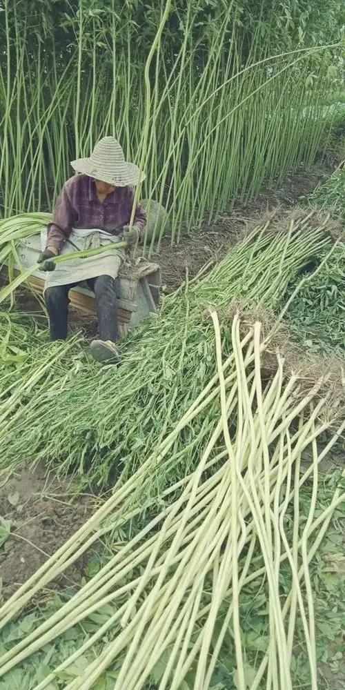 一场经典的剥麻画面演译了上世纪八十年代萧山农村秋收场景